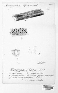 Eutypa lata image